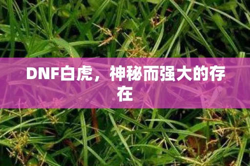 DNF白虎，神秘而强大的存在