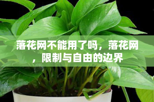 落花网不能用了吗，落花网，限制与自由的边界