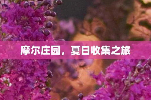摩尔庄园，夏日收集之旅