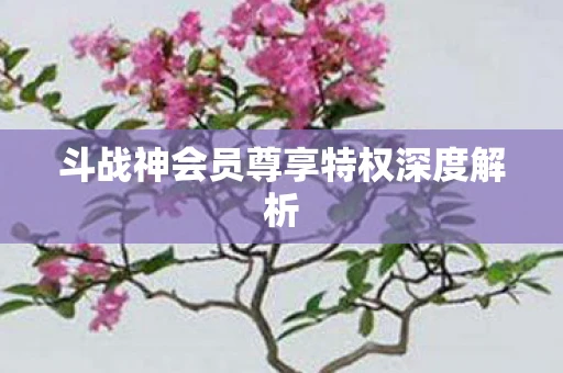 斗战神会员尊享特权深度解析