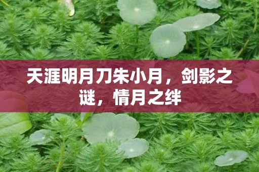 天涯明月刀朱小月，剑影之谜，情月之绊