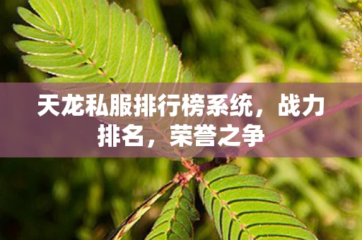 天龙私服排行榜系统，战力排名，荣誉之争