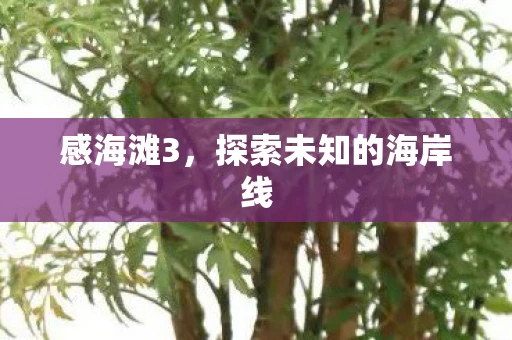 感海滩3，探索未知的海岸线