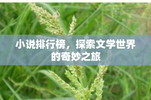 小说排行榜，探索文学世界的奇妙之旅