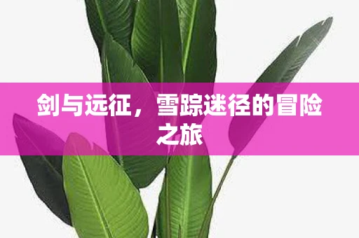 剑与远征，雪踪迷径的冒险之旅