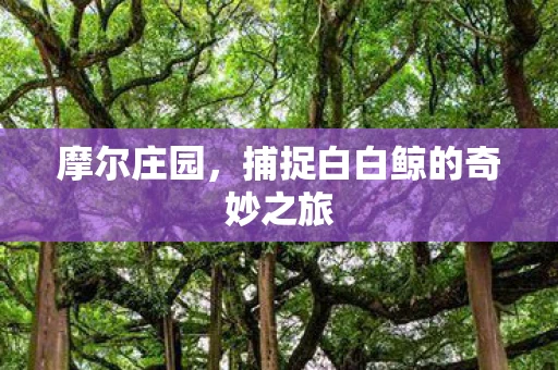 摩尔庄园，捕捉白白鲸的奇妙之旅