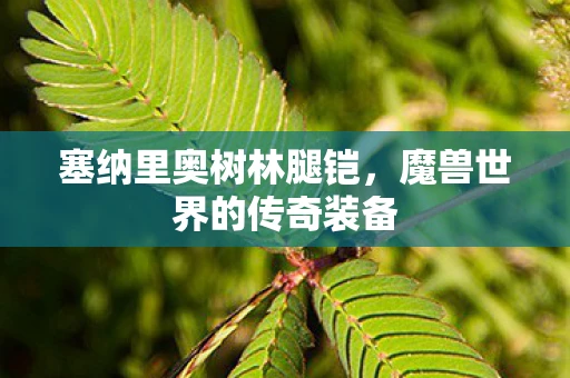 塞纳里奥树林腿铠，魔兽世界的传奇装备