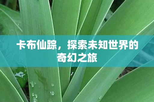 卡布仙踪，探索未知世界的奇幻之旅