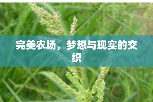 完美农场，梦想与现实的交织