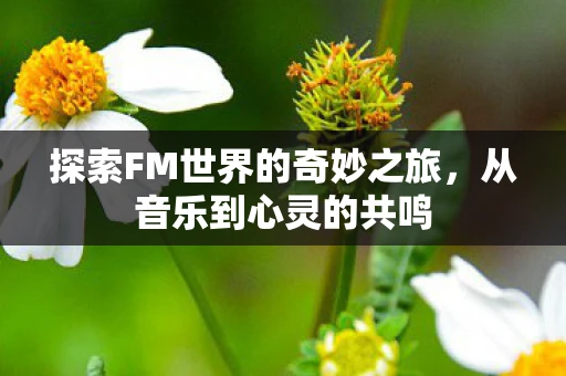探索FM世界的奇妙之旅，从音乐到心灵的共鸣