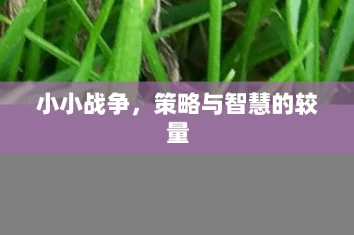 小小战争，策略与智慧的较量