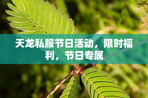 天龙私服节日活动，限时福利，节日专属