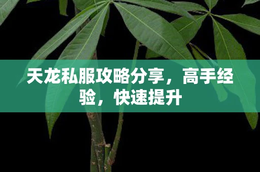天龙私服攻略分享，高手经验，快速提升
