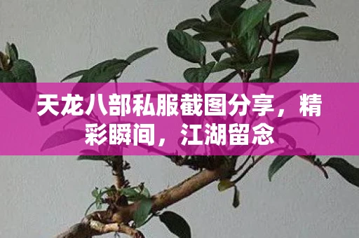 天龙八部私服截图分享，精彩瞬间，江湖留念