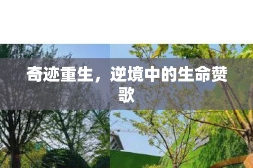 奇迹重生，逆境中的生命赞歌