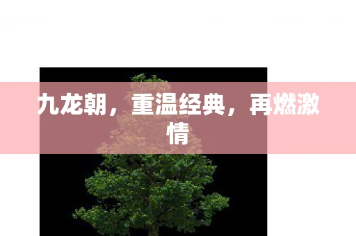 九龙朝，重温经典，再燃激情