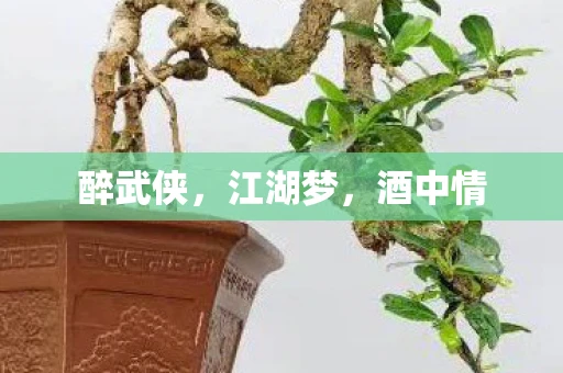 醉武侠，江湖梦，酒中情