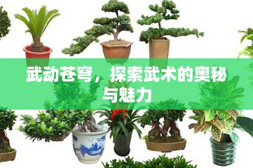 武动苍穹，探索武术的奥秘与魅力