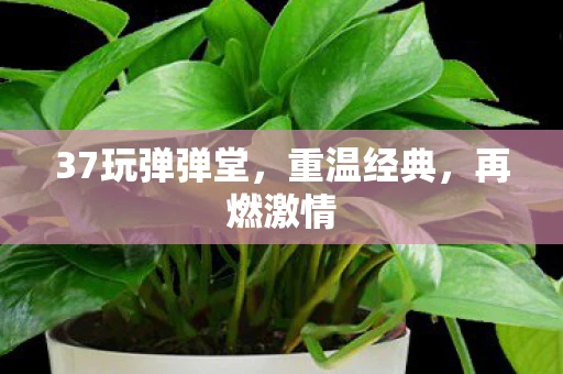 37玩弹弹堂，重温经典，再燃激情