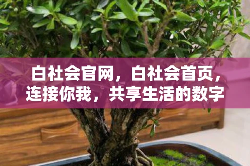 白社会官网，白社会首页，连接你我，共享生活的数字平台