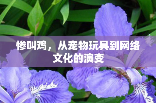 惨叫鸡，从宠物玩具到网络文化的演变