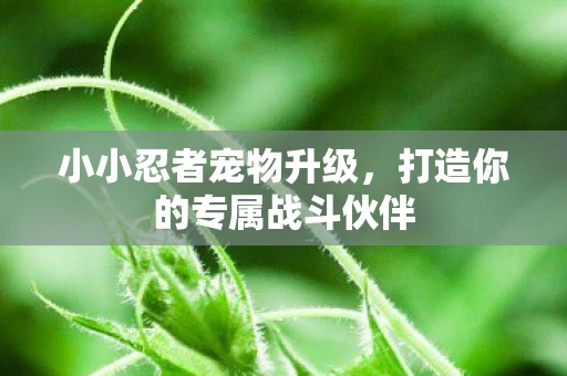 小小忍者宠物升级，打造你的专属战斗伙伴