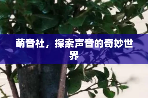 萌音社，探索声音的奇妙世界