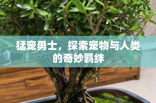 猛宠勇士，探索宠物与人类的奇妙羁绊