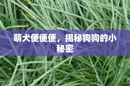 萌犬便便便，揭秘狗狗的小秘密