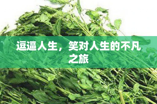 逗逼人生，笑对人生的不凡之旅