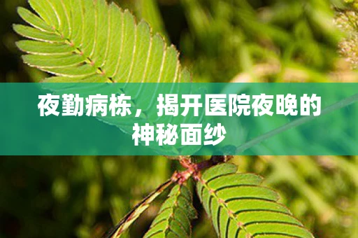 夜勤病栋，揭开医院夜晚的神秘面纱