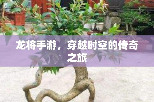 龙将手游，穿越时空的传奇之旅