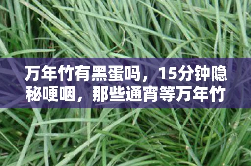 万年竹有黑蛋吗，15分钟隐秘哽咽，那些通宵等万年竹刷新的夜晚，你还记得吗？