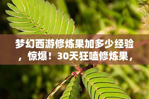 梦幻西游修炼果加多少经验,惊爆!30天狂嗑修炼果,战力飙升2000+的爽感谁懂啊! 梦幻西游修炼果加多少经验,惊爆!30天狂嗑修炼果,战力飙升2000+的爽感谁懂啊!