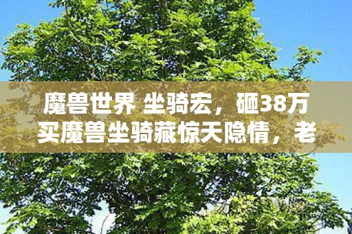 魔兽世界 坐骑宏，砸38万买魔兽坐骑藏惊天隐情，老婆甩离婚协议我当场吓懵！