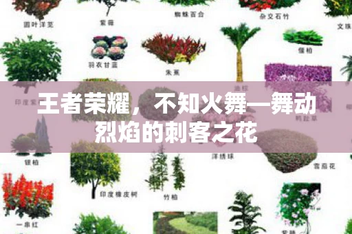 舞动烈焰的刺客之花图片