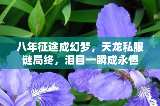 八年征途成幻梦,天龙私服谜局终,泪目一瞬成永恒 八年征途成幻梦,天龙私服谜局终,泪目一瞬成永恒