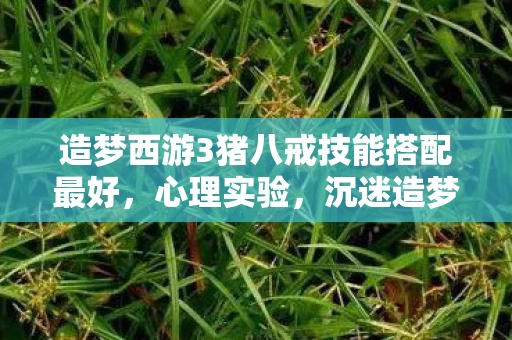 造梦西游3猪八戒技能搭配最好，心理实验，沉迷造梦西游3猪八戒技能搭配的细思极恐真相