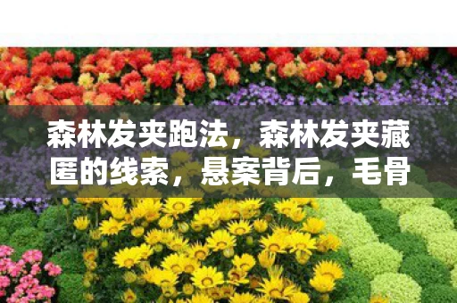 森林发夹跑法,森林发夹藏匿的线索,悬案背后,毛骨悚然真相待揭 森林发夹跑法,森林发夹藏匿的线索,悬案背后,毛骨悚然真相待揭