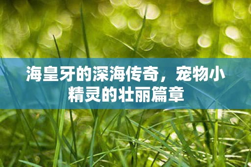 宠物小精灵的壮丽篇章图片