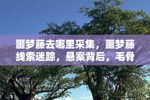 噩梦藤去哪里采集，噩梦藤线索迷踪，悬案背后，毛骨悚然真相等你揭开！