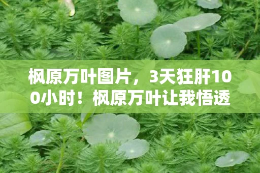 枫原万叶图片，3天狂肝100小时！枫原万叶让我悟透，何为真正的自由之风