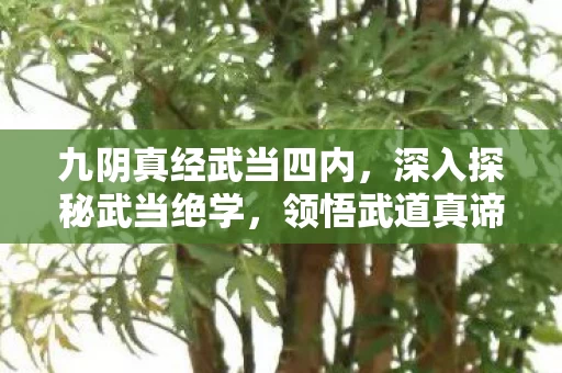 九阴真经武当四内图片