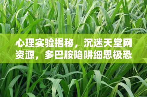 心理实验揭秘，沉迷天堂网资源，多巴胺陷阱细思极恐