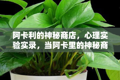 阿卡利的神秘商店,心理实验实录,当阿卡里的神秘商店成为沉迷陷阱,细思极恐的神经操控 阿卡利的神秘商店,心理实验实录,当阿卡里的神秘商店成为沉迷陷阱,细思极恐的神经操控