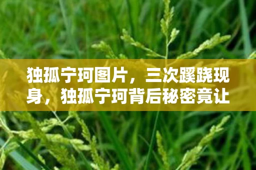 独孤宁珂图片,三次蹊跷现身,独孤宁珂背后秘密竟让玩家后背发凉! 独孤宁珂图片,三次蹊跷现身,独孤宁珂背后秘密竟让玩家后背发凉!