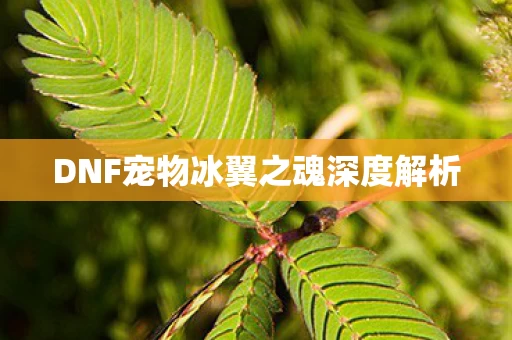 DNF宠物冰翼之魂深度解析图片
