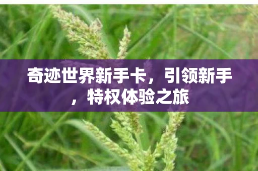 奇迹世界新手卡图片