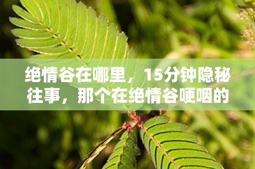 绝情谷在哪里,15分钟隐秘往事,那个在绝情谷哽咽的通宵夜 绝情谷在哪里,15分钟隐秘往事,那个在绝情谷哽咽的通宵夜