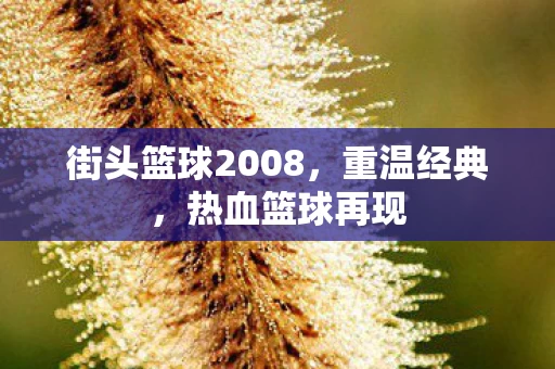 街头篮球2008图片